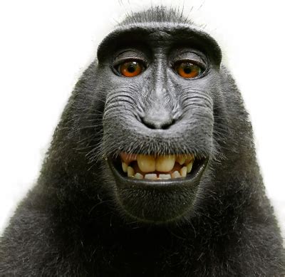 Monkey PNG transparent image download, size: 400x389px