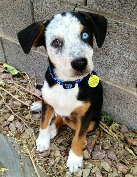 114 best images about Australian Cattle Dog Mixes on Pinterest | Beautiful family, Names and Cattle