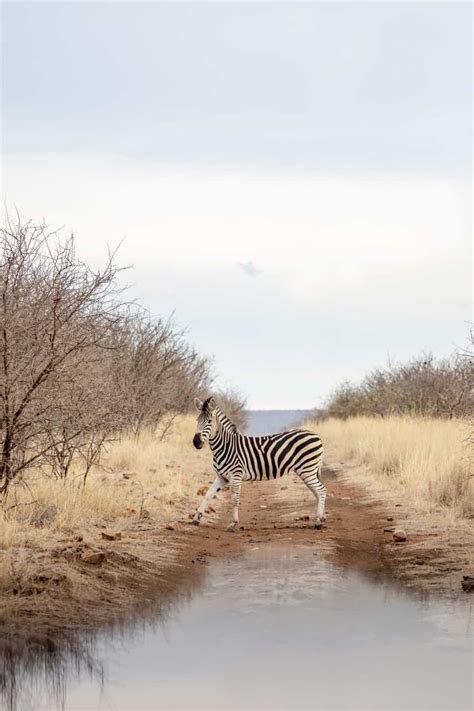 Wildlife Photography Tips for an African Safari Adventure