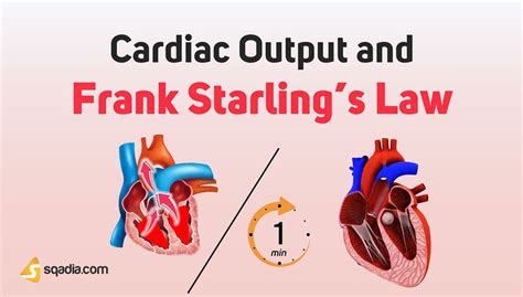 Cardiac Output and Frank Starling’s Law mechanism Physiology - sqadia.com