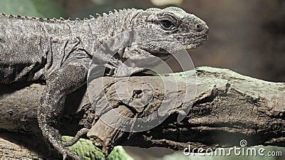 The Utila Iguana on a Branch Ctenosaura Bakeri is a Critically Endangered Lizard Species Stock ...