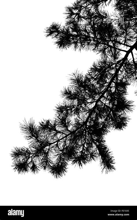 Silhouette of pine tree branch isolated on white Stock Photo - Alamy