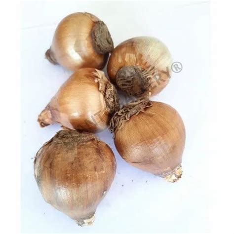 Nargis Mix Flower Bulb at Rs 8/piece | New Delhi | ID: 25450274062