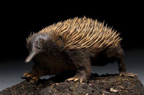 Let's Draw Endangered Species! : ): Long-beaked Echidna