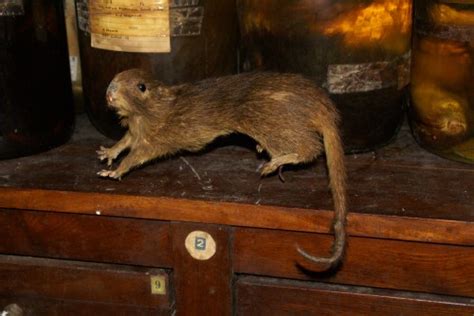 Dwarf Hutia – Small Mammals SG