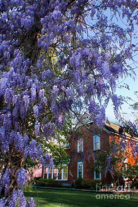 Wisteria Lane Photograph by Ken Marsh - Fine Art America