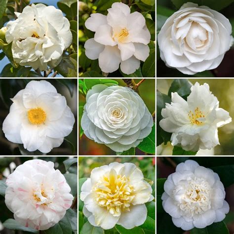 White Potted Camellia | Garden Shrubs for Sale | Free UK Delivery Over £50