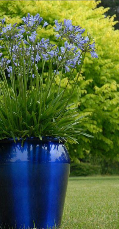 Agapanthus | Container plants, Plants, Container gardening