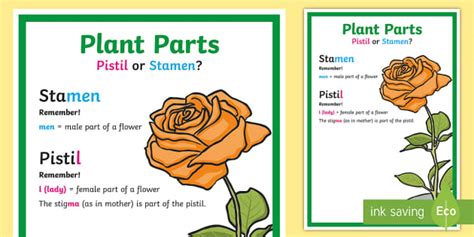 Plant Parts Pistil or Stamen Mnemonic Display Poster