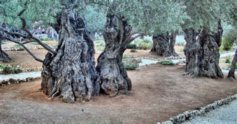 Olive Trees at Gethsemane on Mount of Olives in Jerusalem, Israel - Encircle Photos