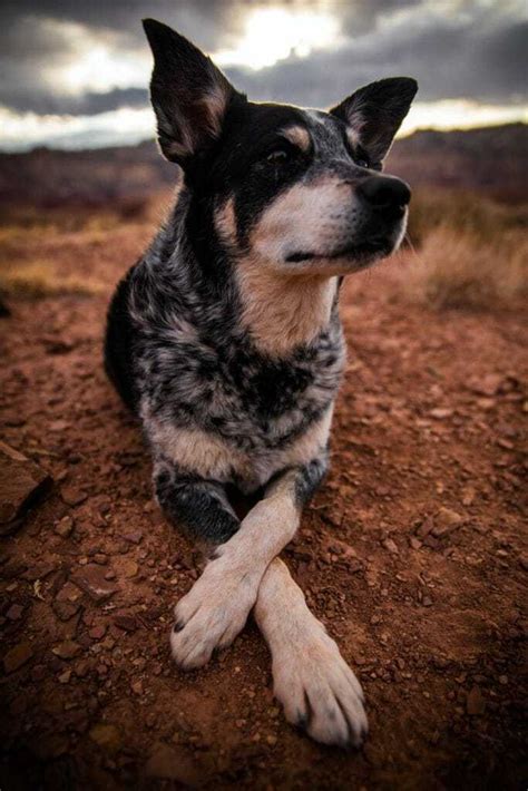 10 Things You Should Know About the Blue Heeler Pointer Mix | Your Dog Advisor