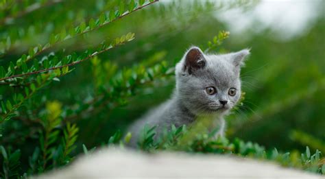 British_shorthair_kitten_outside_2600-1 | Beauty Tracks Cattery