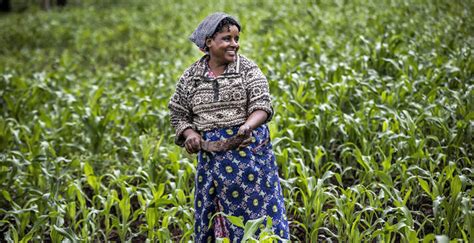 Africa’s new harvest: To transform agriculture, we must speed up ...