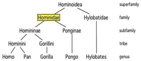 [DIAGRAM] Horse Evolution Diagram - MYDIAGRAM.ONLINE