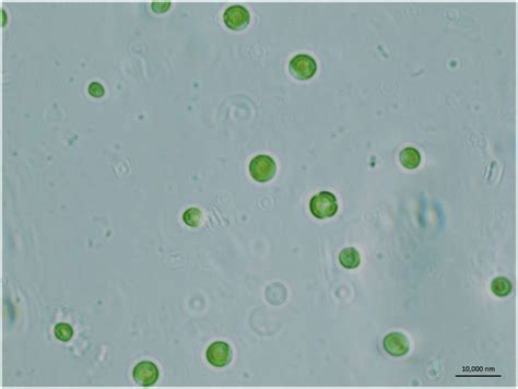 Chlorella Vulgaris