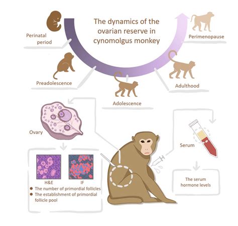 Monkey Life Cycle Diagram