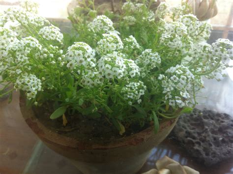 Small white flowers – what are they and are they edible? | Walter ...