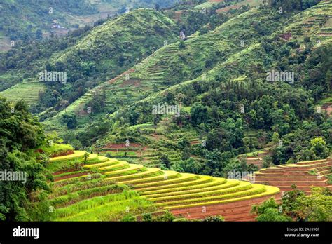 Rice terraces in Hoang Su Phi, Ha Giang province in northwestern part of Vietnam Stock Photo - Alamy