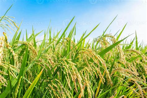 harvest summer rice paddy field background 20071790 Stock Photo at Vecteezy