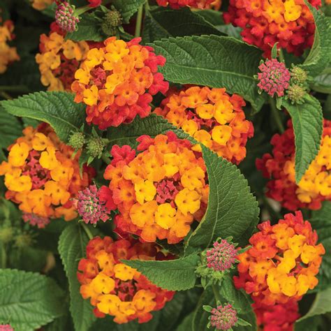 Lantana Plants For Sale | Plant Addicts