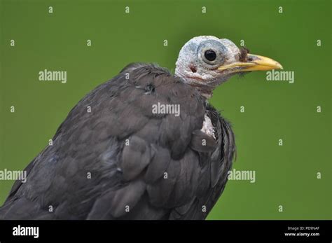 A bald Blackbird with no head feathers caused by stress (bald bird) (bird with no feathers on ...