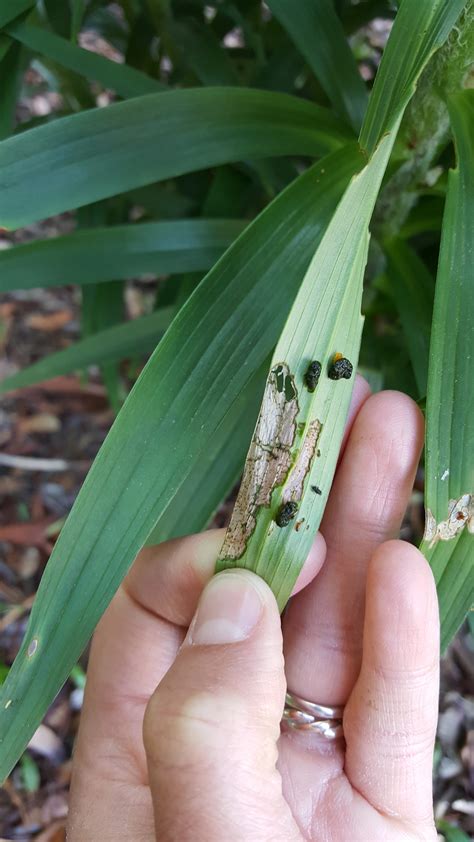 Landscape: Lily Leaf Beetle | Center for Agriculture, Food, and the Environment at UMass Amherst