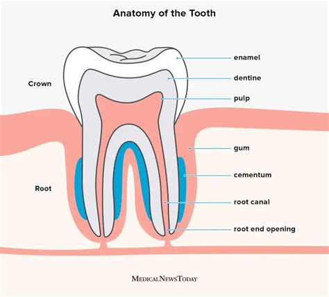 Cow Teeth 101: How Many Teeth Do Cows Have and Why It Matters - DentalsReview