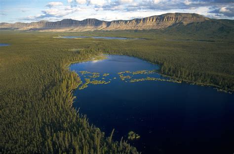 Dendroica: Boreal Habitats and Birds at Risk