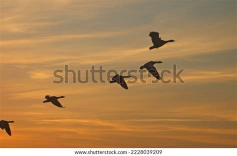 Sunset Flying Birds Geese Departing Sunset Stock Photo 2228039209 ...