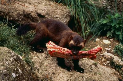 Animal Adaptations - Wolverine