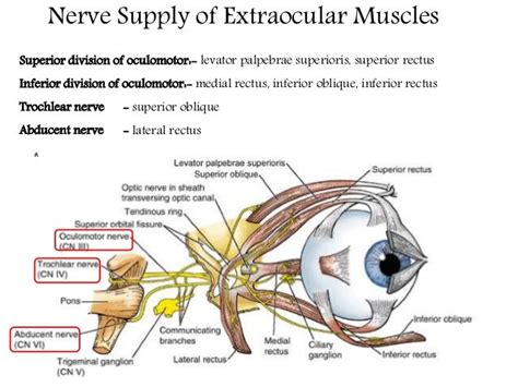 Extra ocular muscles ppt