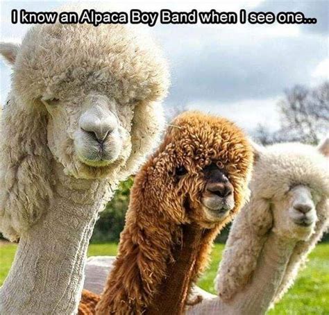 38 Alpaca Memes That Will Either Be The Funniest Or Weirdest Thing You ...