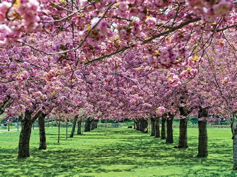 Why You're Sneezing: The Most Beautiful Flowers in Bloom This Spring ...