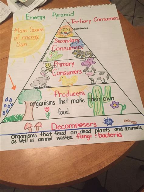 food chain - Recipes #food #Recipes #Recipes | Middle school science ...