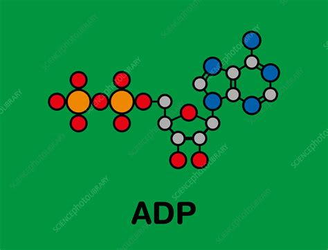 Adenosine diphosphate molecule, illustration - Stock Image - F027/8088 ...