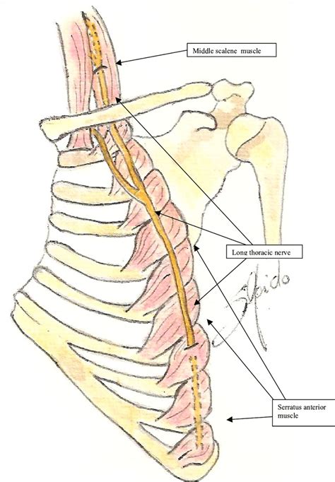 Thoracic Nerve Roots Anatomy