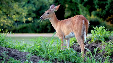 Protecting Plants From Deer