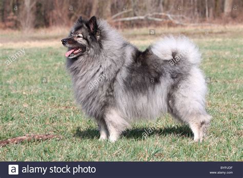 Keeshond Wolfspitz (Dutch Barge Dog Stock Photo, Royalty Free Image: 34303515 - Alamy