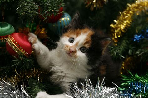 Playful Kitten Wallpaper and Hintergrund | 1900x1267 | ID:236368