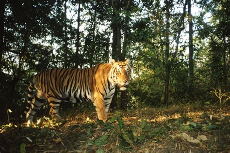 Endangered Tiger Are Recovering In At Least One Place in the World ...