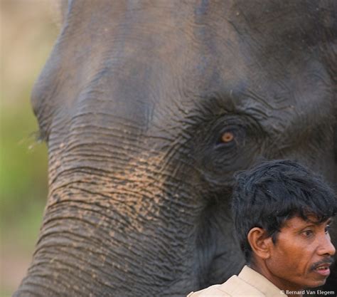 Portrait of the mahout and his elephant | Bernard Van Elegem