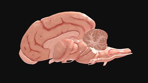 Dog Brain Anatomy