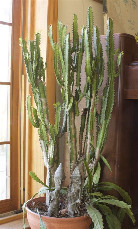 Not an actual cactus, candelabra cactus is easy to grow | News, Sports ...