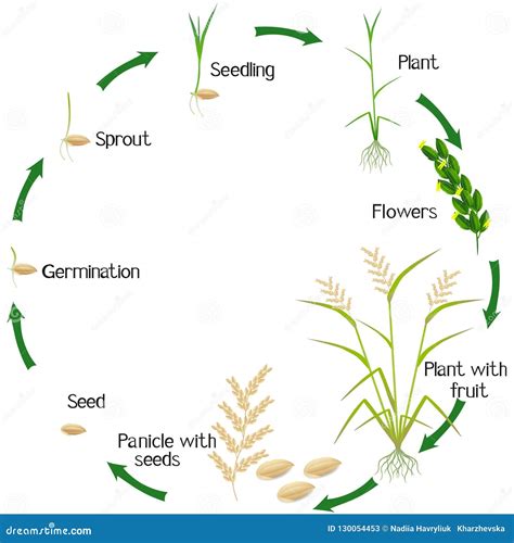 Rice Growth Stage Stock Illustrations – 26 Rice Growth Stage Stock ...