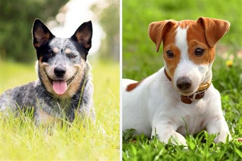 Blue Heeler and Jack Russell mix: everything about this breed - DogsPlanet.com