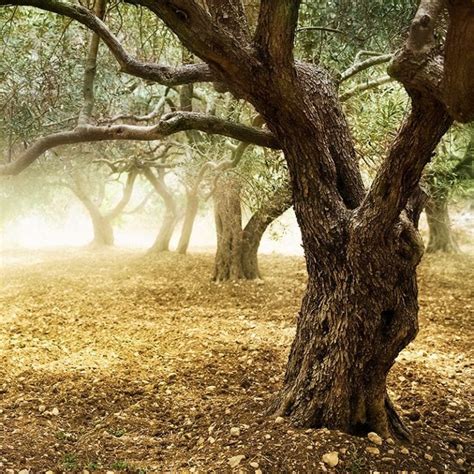 The olive Tree is widely grown in the Holy land, Bethlehem and Jerusalem.