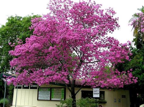 Jual BENIH BUNGA TABEBUYA PINK di lapak AgroBenih novembima