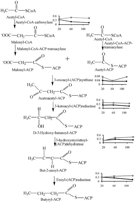 Overview of fatty acid biosynthesis... | Download Scientific Diagram