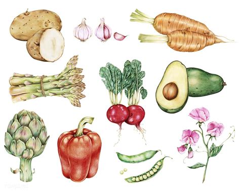 Hand drawn vegetables collection | free image by rawpixel.com | How to ...