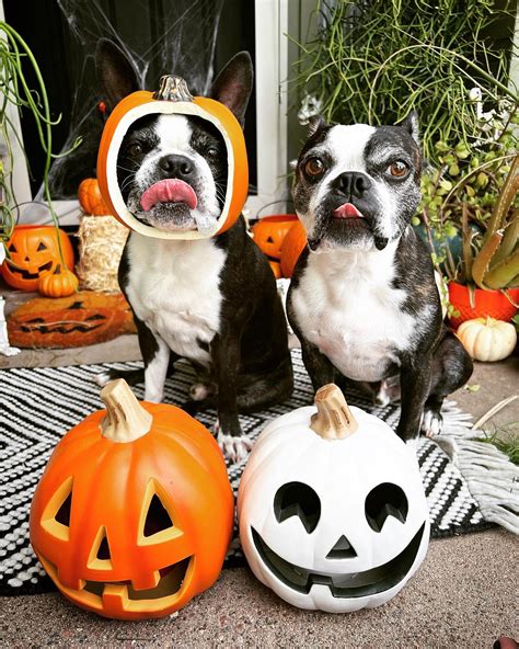 Pumpkin pups 🎃🎃 : r/halloween